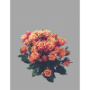 Radiant rose splendour in orange