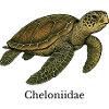 Cheloniidae Sea Turtle Design