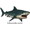 Galeocerdo cuvier tiger shark design