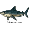 Galeocerdo cuvier tiger shark design