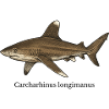 Carcharhinus longimanus shark design