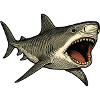 Tiger Shark Mouth Open Shark Design