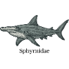 Sphyrnidae Hammerhead Shark Design