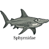 Sphyrnidae Hammerhead Shark Design