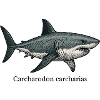 Carcharodon carcharias great white shark