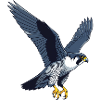 Peregrine Falcon Bird of Prey Falconer