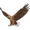 White-tailed Eagle Haliaeetus albicilla Eagle