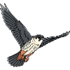 Tree Falcon Bird of Prey