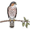 Sparrowhawk bird of prey