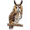 Long-eared Owl Asio Otus
