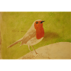 Bird illustration with red belly
