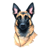 Belgian Shepherd Malinois