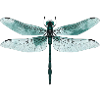 Libelle. Libelle - Libelle - Libelle