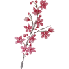 Cherry Branch