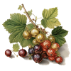 Currants