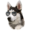 Cool Siberian Husky with sunglasses