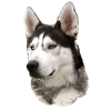 Husky Face Black White