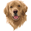 Golden Retriever Dog Lover