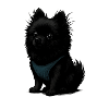 Black Spitz Dog with Blue Vest