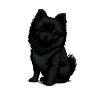 Black Spitz Dog with Sweetness Look