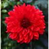 Powerful Red Dahlia Flower