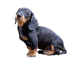 Dachshund