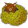 Spider cat
