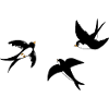 Swallow Freedom