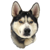 Cute Husky Pup Snowflakes Art