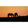 Icelandic horses at sunset