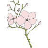 wild rose