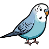 Blue Parakeet Bird Lover