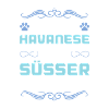 havanese hund spruch