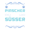 pinscher hund spruch