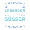 labrador hund spruch