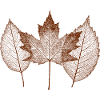 Herbstblätter Muster für Naturfans