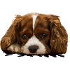 Spaniel