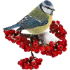 Bird Great