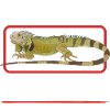 Iguana Reptiles Lizard Iguanas Gifts