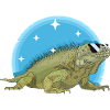 Iguana Lizard Iguanas Gift