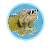 Iguana Lizard Iguanas Gifts