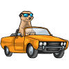 Meerkat Car