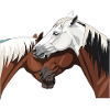 Connexion cheval - meilleurs amis