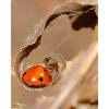 Ladybug on dried leaf
