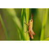 Cute grasshopper illustration on green
