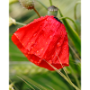Poppy Drop Pattern Motif