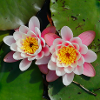 Nénuphars fleurs dans l’eau