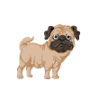 Pug Anatomy