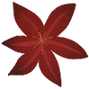 Elegant Red Lily Blossom Design