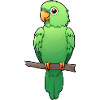 Adorable Green Parrot